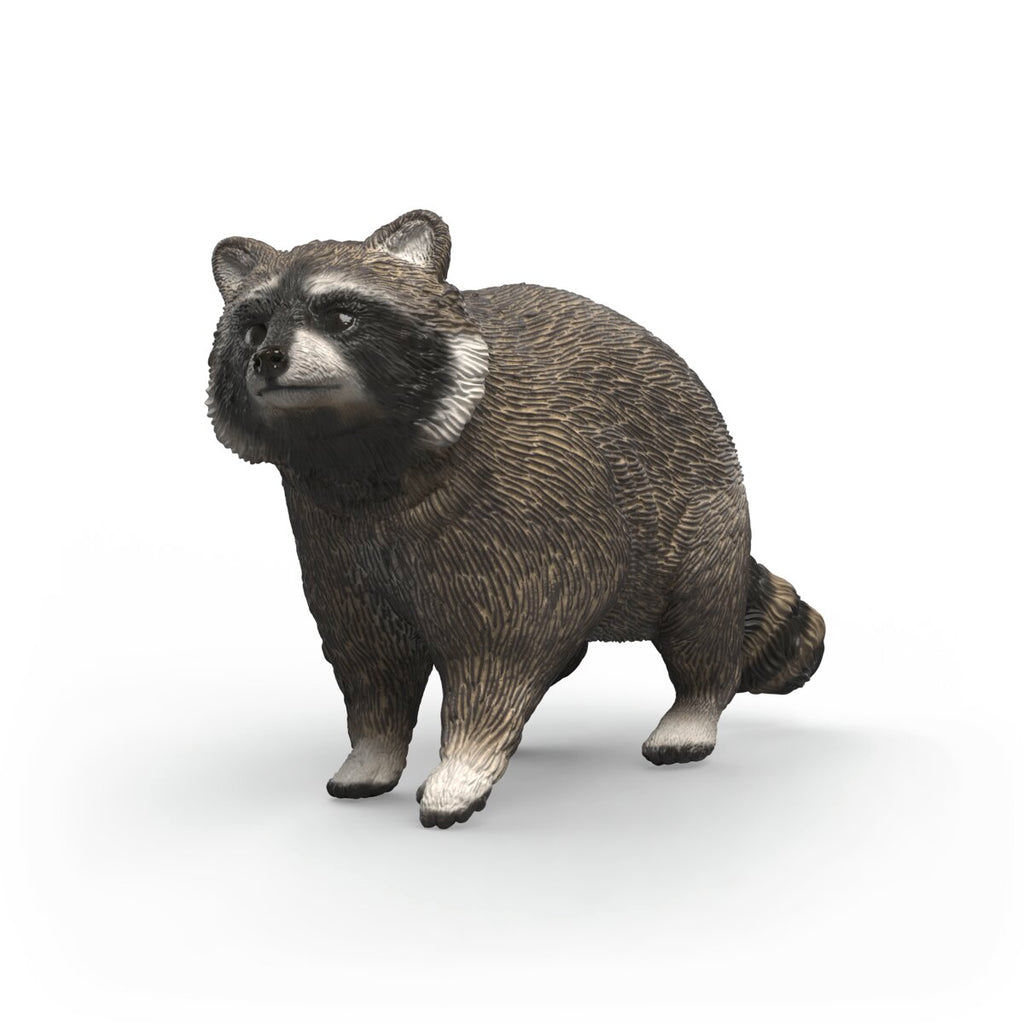 Racoon