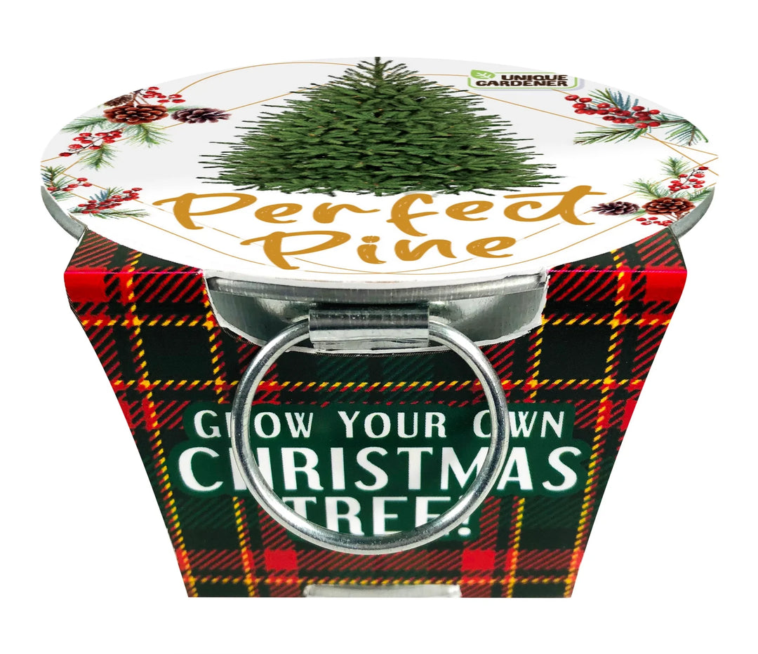 Perfect Pine - Grow Your Own Christmas Tree!