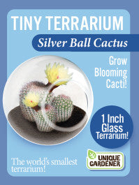 Tiny Terrarium - Silver Ball Cactus
