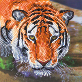 Card Kit- Tiger