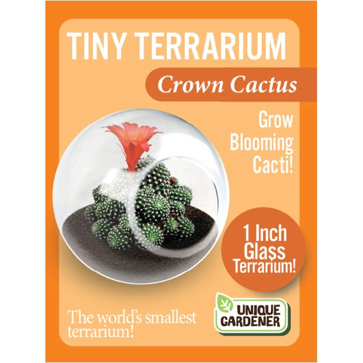 Tiny Terrarium - Crown Cactus