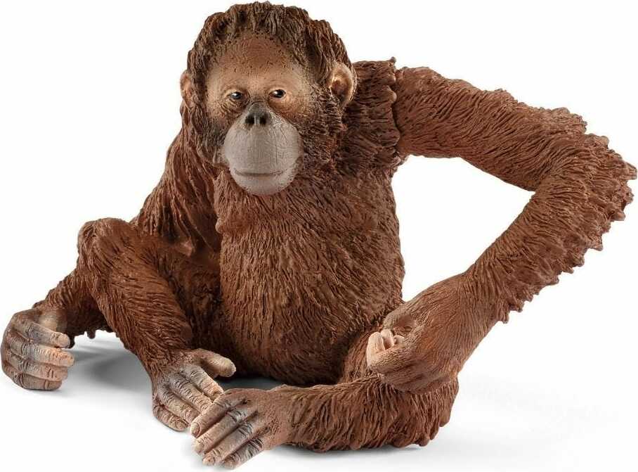 Orangutan