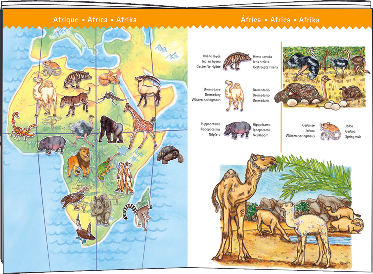 Observation World Animals + Booklet